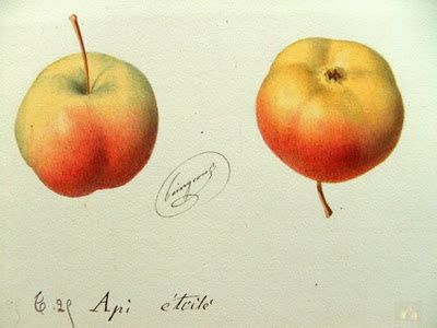 pomme d'Api