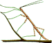 phasme1.gif