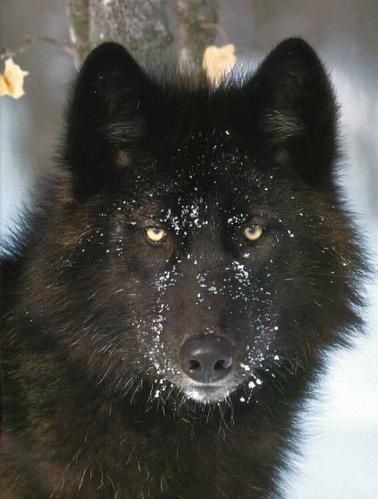 loup-noir.jpg
