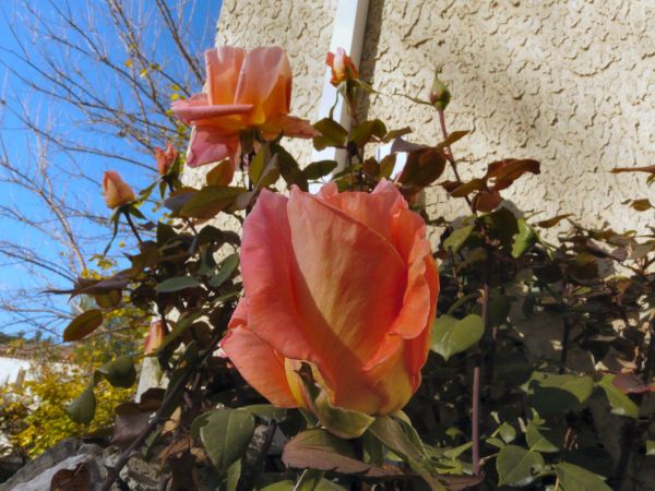 P1300187rosesweb.jpg