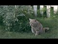 neko.jpg