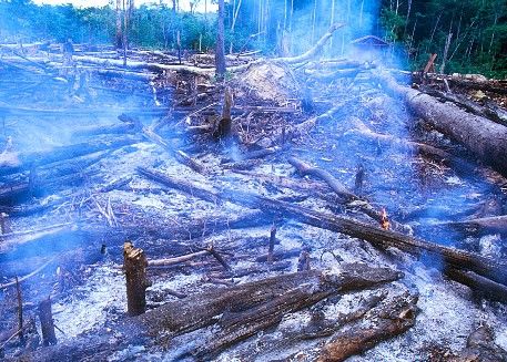 deforestation.jpg