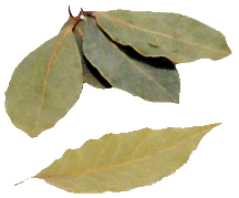 feuilles de laurier