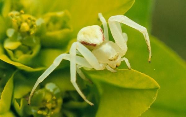 thomise-euphorbe-isére-macro-araignée