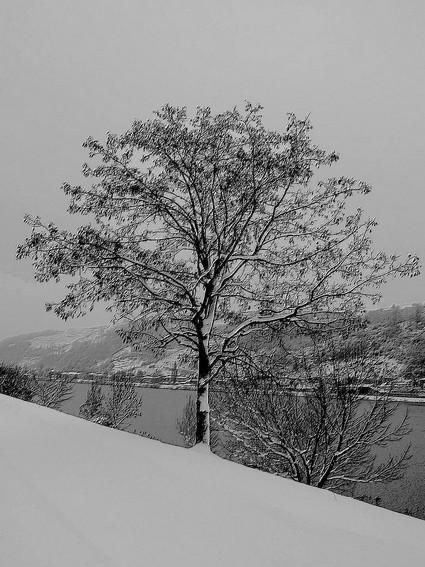 dessin-neige-arbre.jpg