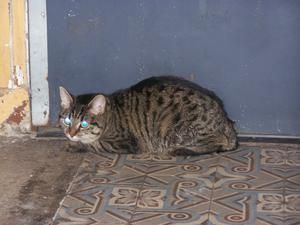 Chatte tigrée Chatte tigrée