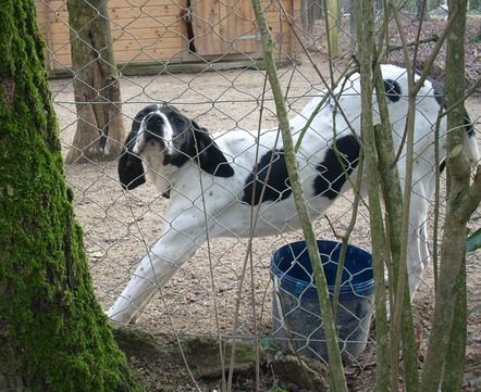 blog jeune chatte