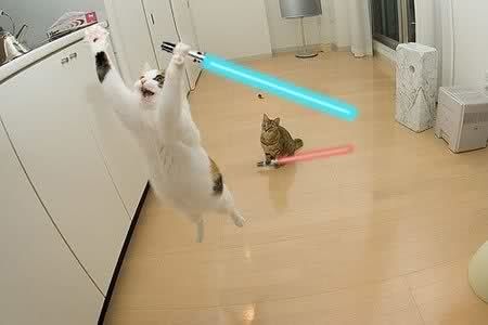 jedi-cat.jpg