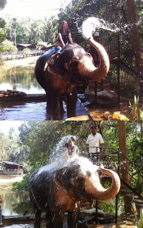 elephant-trompe.jpg