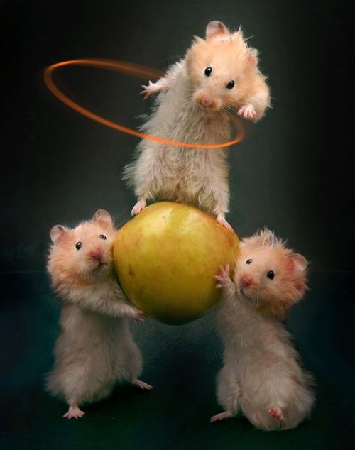 hamster-drole-pomme.jpg