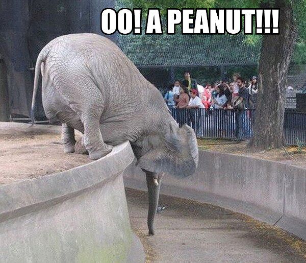 oo-a-peanut-funny-elephant.jpg