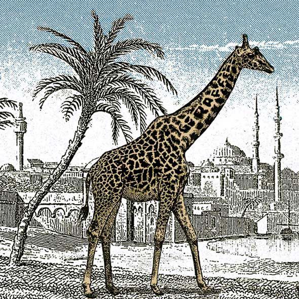 giraffe-cachee-illusion.jpg