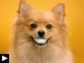 chiens-aux-dents-blanches