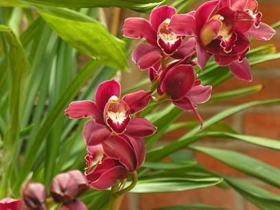 orchidee amazonie
