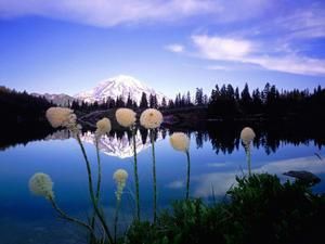 nature-fleur.jpg