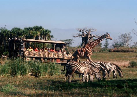 animal-kingdom-safari.jpg