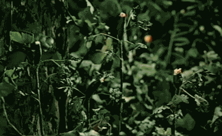 tumblr_n1gnbhyQKe1qbv46ko1_500.gif