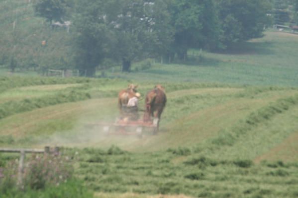 Amish-05.jpg