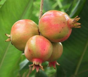 fruit-grena.jpg