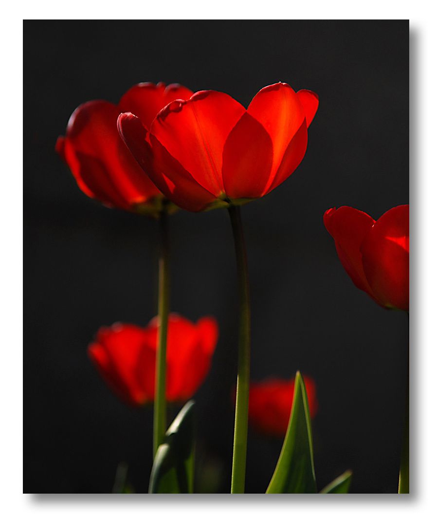 tulipes-1000.jpg