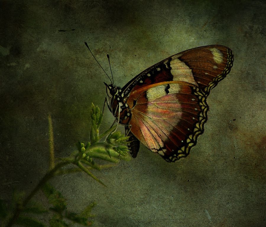 Papillon--1000.jpg