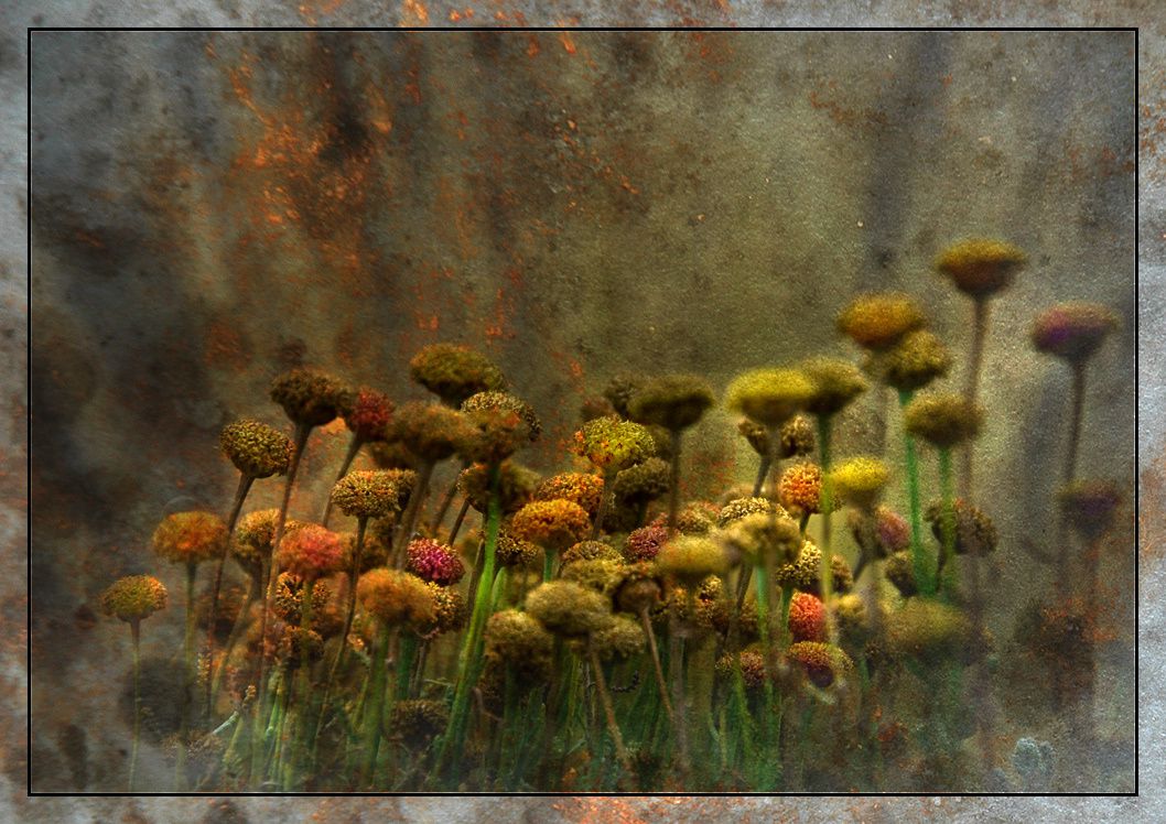 Pot-de-fleurs-1000.jpg