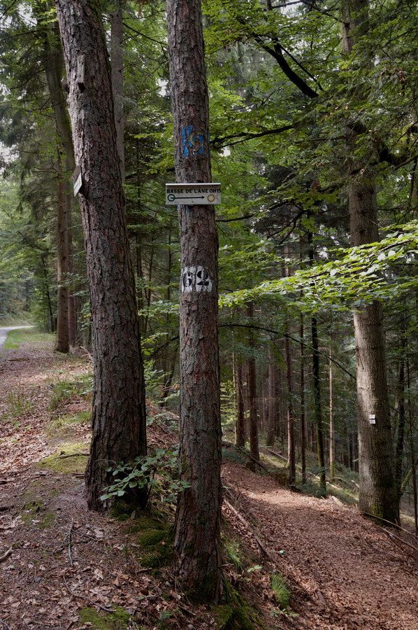 Photographies en forêt de Faîte et de l'Helledraye. Point de vue de la pointe de l'Helledraye sur Bruyères et ses environs.