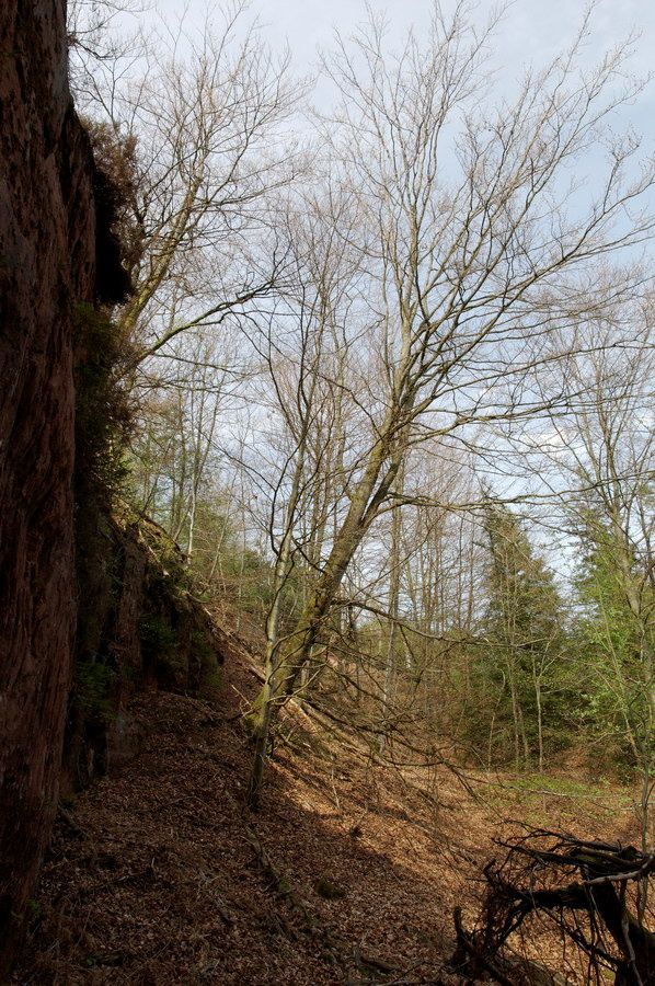 Photographies en forêt de Faîte et de l'Helledraye. Point de vue de la pointe de l'Helledraye sur Bruyères et ses environs.