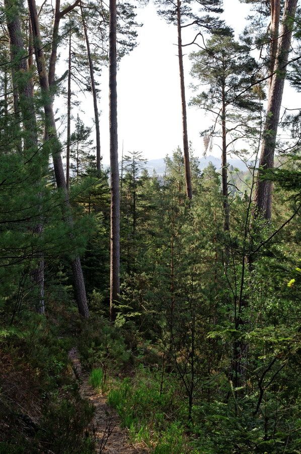 Photographies prises au cours de la montée à la Roche de Fouchon et depuis la Roche de Fouchon point de vue sur Bruyères.