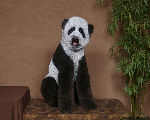 poodle-groomed-as-a-panda