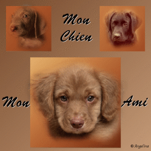 Mon-chien-mon-ami.gif