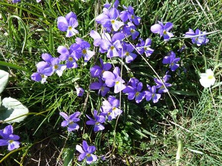 Viola calcarata (Pensées sauvages)