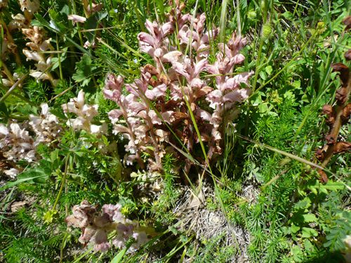 05 Mai Orobanche sanglante Combovin