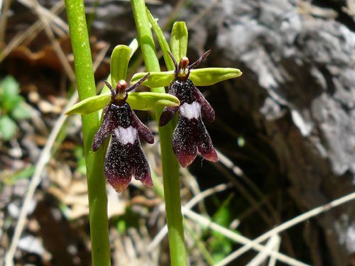 05 Mai Ophrys mouche 2 Combovin