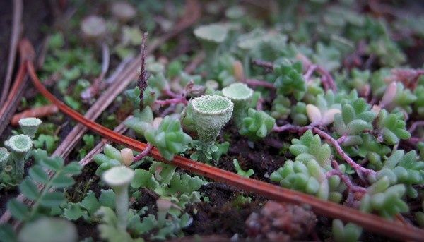 lichen1 zoom2