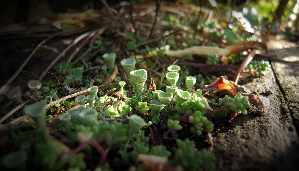 lichen1 zoom3