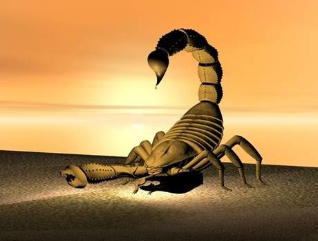 signe zodiacal : scorpion