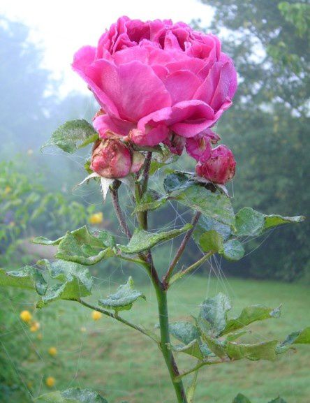 787----jardin---rose-et-brouillard-2.jpg