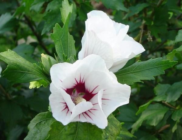788---jardin---altea-rose-et-blanc.jpg