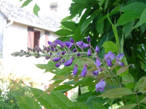 788---jardin---glycine.jpg