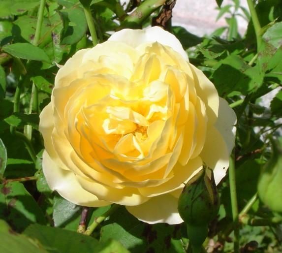 788---jardin---rose-jaune.jpg