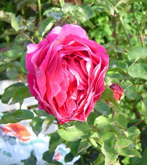 789---jardin-au-soleil---rose-ancienne.jpg