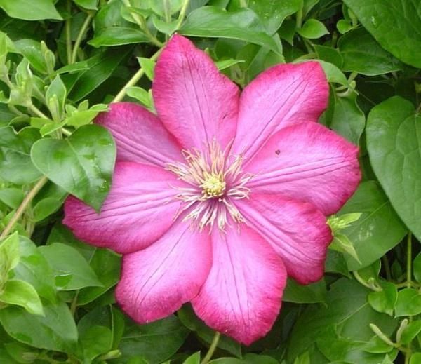 La clématite, toujours la même fleur ... magnifique !