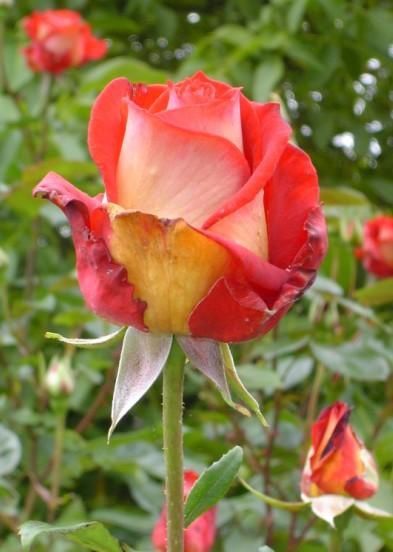 Un rose magnifique ;-)