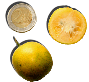 kumquat2.gif
