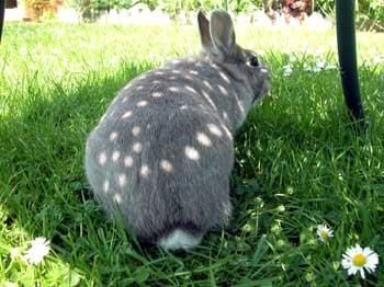 en allant chercher mon pain je rencontre 3 lapins