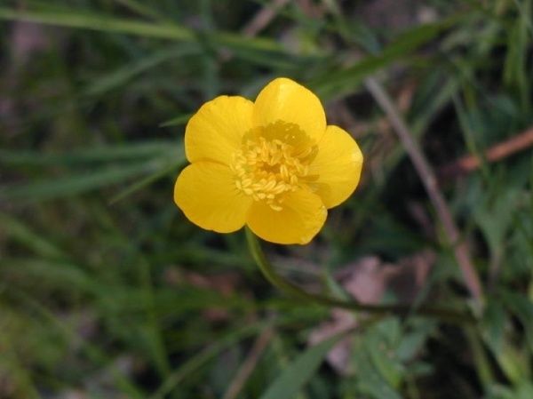 renoncule-bouton-d-or.jpg