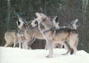 wolves-howl2.jpg