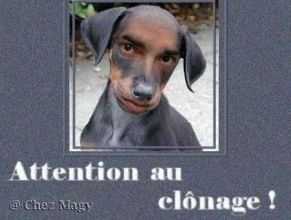 Dissertation pour ou contre le clonage
