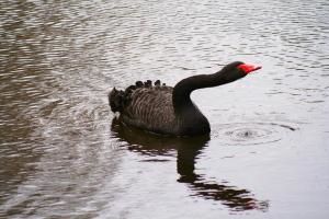 cygne-copie.jpg